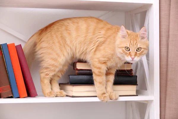 Cute little cat on shelf with books — Stock Photo, Image