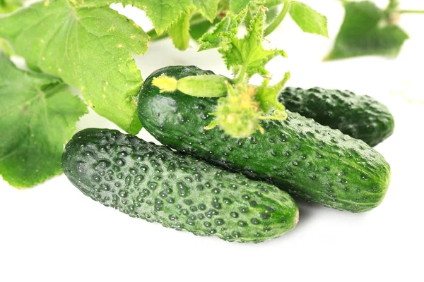 Fresh natural cucumbers with leafs — Stock Photo, Image