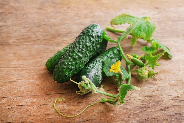 Fresh natural cucumbers with leafs — Stock Photo, Image