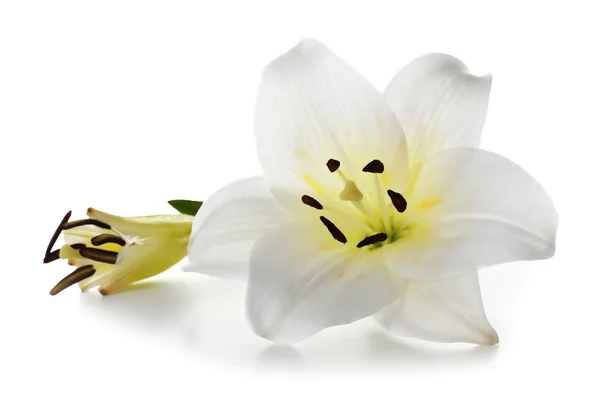Świeży piękny Lily — Zdjęcie stockowe