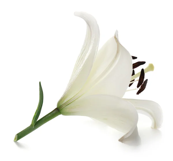 Świeży piękny Lily — Zdjęcie stockowe