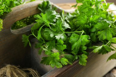 Kutusunda taze maydanoz