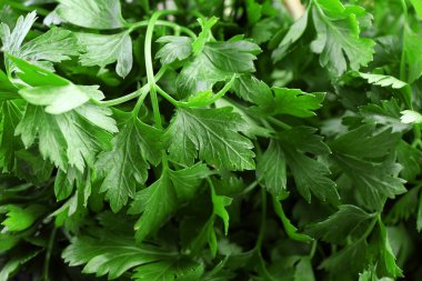 taze yeşil maydanoz