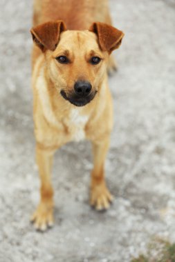 Sokak köpeği, açık havada