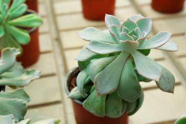 Taş gül bitki yakın çekim