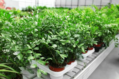 Çiçekler ve bitkiler satılık ile çok büyük sera