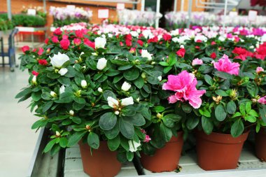 Güzel gül çiçek, yeşil arka plan üzerinde yakın çekim