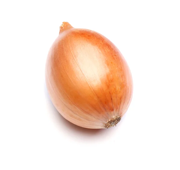 Cebolla madura única — Foto de Stock