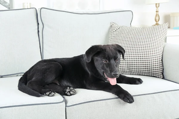 Cute black retriever — Stock Photo, Image