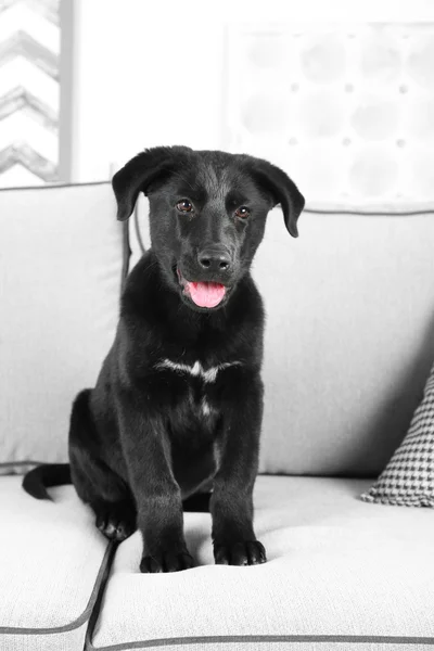 可爱的黑色猎犬 — 图库照片