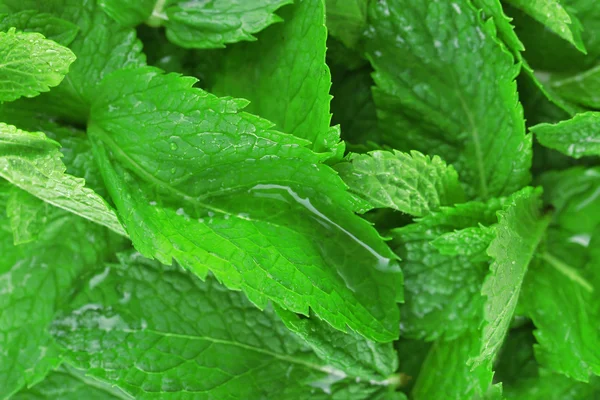 Aromatic Fresh mint — Stock Photo, Image