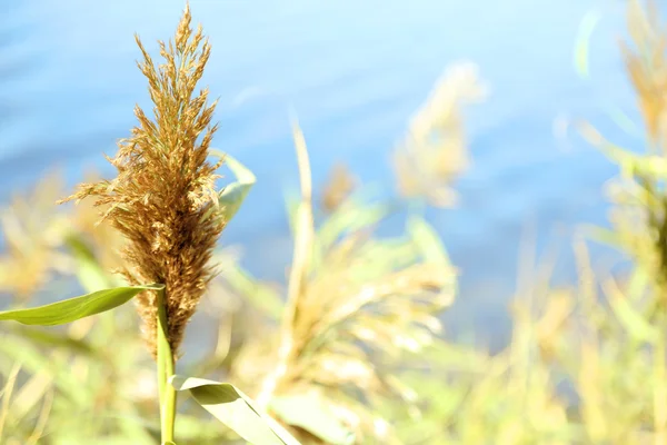 Reed on river background — Stock Photo, Image