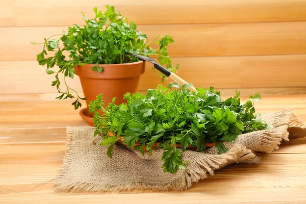 Fresh parsley in pot on wooden table — Stock Photo, Image