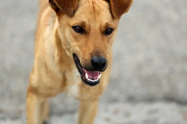 Chien errant, à l'extérieur — Photo