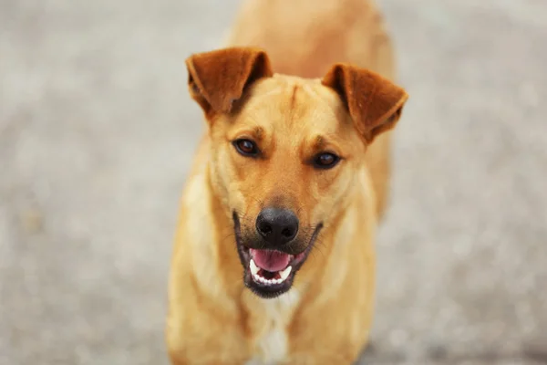 Stray dog, ao ar livre — Fotografia de Stock