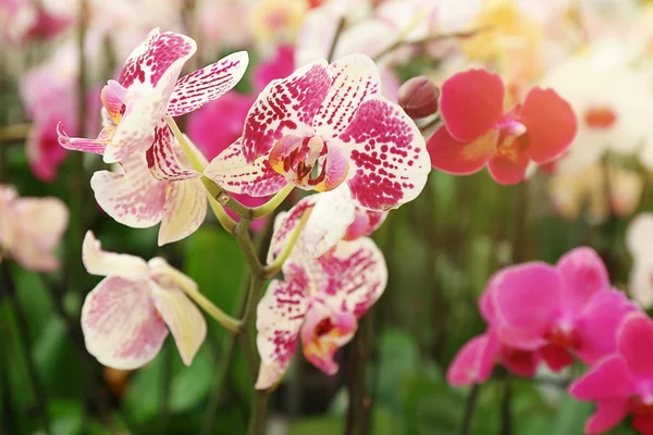 Orchid Flowers for sale at flower market. Indoor. — Stock Photo, Image