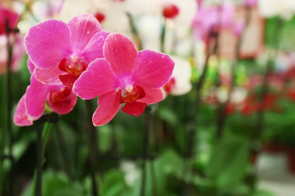 Orchid Flowers for sale at flower market. Indoor. — Stock Photo, Image