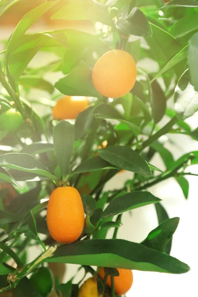 Fruit orange coloré sur l'arbre, gros plan — Photo