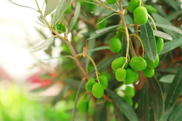 Olivenbaum im Gewächshaus, Nahaufnahme — Stockfoto