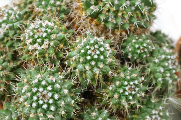 Verde bellissimo Cactus — Foto Stock