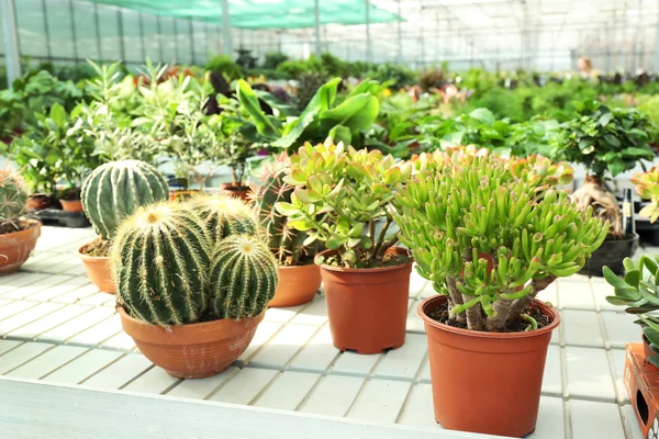 温室でサボテンの植物 — ストック写真