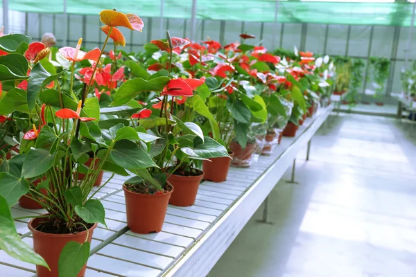 Flores de Anthurium en invernadero enorme — Foto de Stock