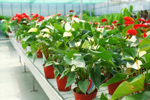 Flores de Anthurium en invernadero enorme — Foto de Stock