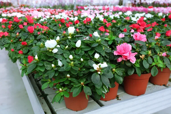 Szép Rózsa virágok, zár-megjelöl, zöld háttér — Stock Fotó