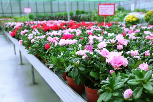 Riesiges Gewächshaus mit vielen Blumen und Pflanzen zum Verkauf — Stockfoto