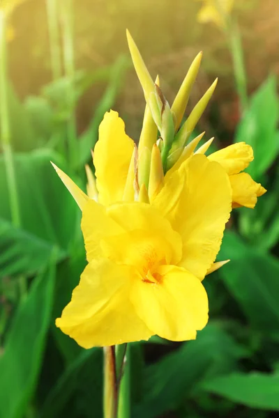 Canna flower growing in garden, close-up — Stock Photo, Image