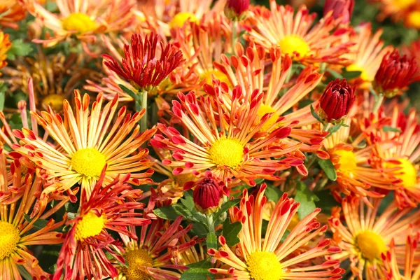 Vackra chrysanthemum blommor, närbild, utomhus — Stockfoto