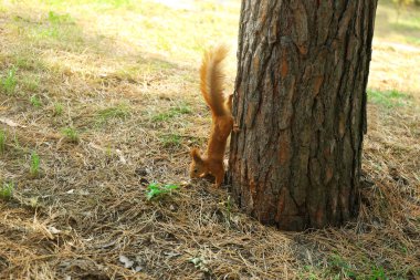 Kızıl sincap ormandaki