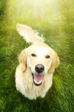 Açık havada yeşil çimenlerin üzerinde sevimli Golden Retriever