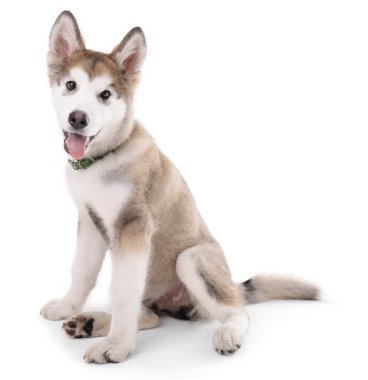 Beyaz izole şirin Malamute köpek yavrusu oturma