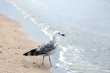 Kum plajı güzel martılar