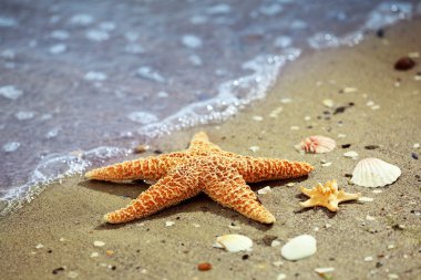 Kumlu sahilde güzel deniz yıldızı