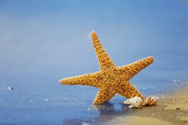 Deniz yıldızı deniz manzarası arka plan üzerinde