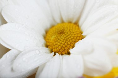 Beyaz hassas çiçek