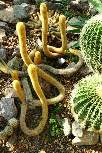 Cactus plantado en jardín botánico — Foto de Stock