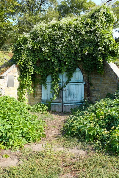 Old wooden door with grape leaves — Stock Photo, Image