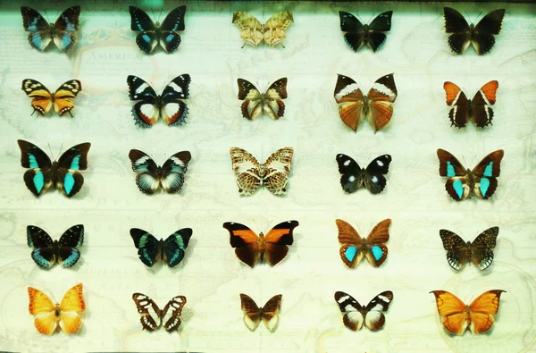 Kelebek koleksiyonu kümesi — Stok fotoğraf