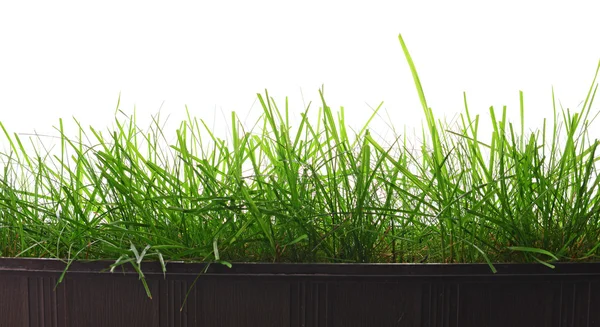 Hierba verde en maceta negra aislada en blanco — Foto de Stock