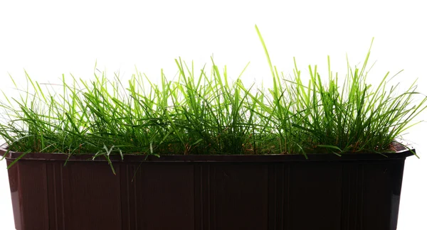 Erba verde in vaso di fiori neri isolato su bianco — Foto Stock