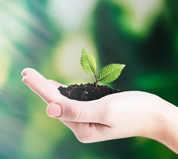 Hand of woman holding young plant on natural background — Stock Photo, Image