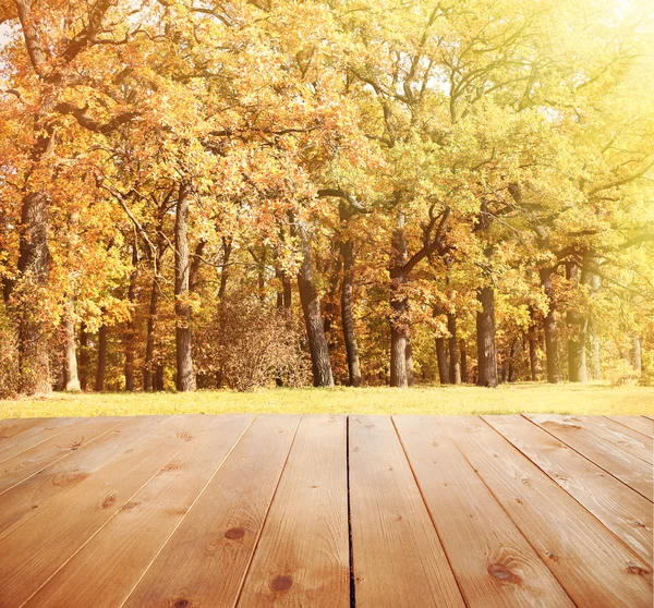 Luz del sol en el bosque de otoño. Fondo de naturaleza — Foto de Stock