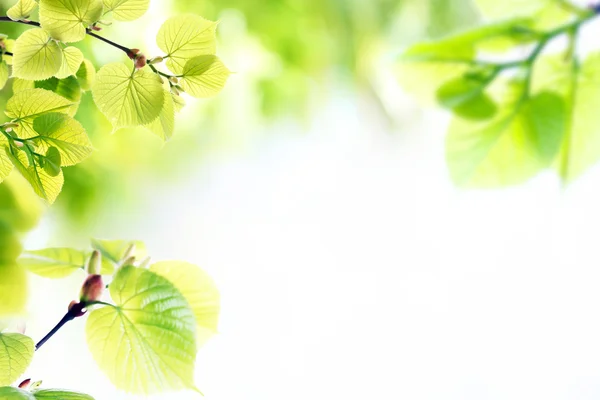 Galhos de primavera frescos com folhas verdes — Fotografia de Stock