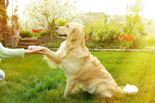 Hundepfote und menschliche Hand — Stockfoto