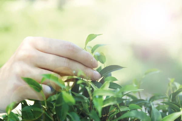 Mano arrancando la hoja de té — Foto de Stock