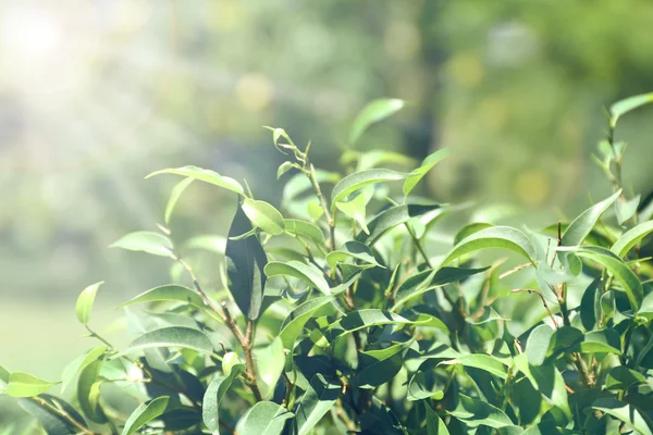 Arbusto de chá verde com folhas frescas — Fotografia de Stock