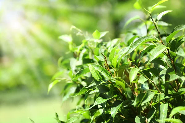 Cespuglio di tè verde con foglie fresche — Foto Stock